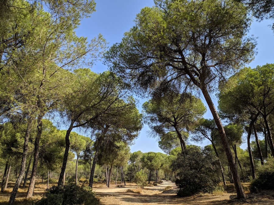Área Recreativa Los Pinares de Aznalcázar - Puebla del Río